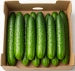 Ogórek długi ekologiczny (karton ok. 12 szt) (EKO)